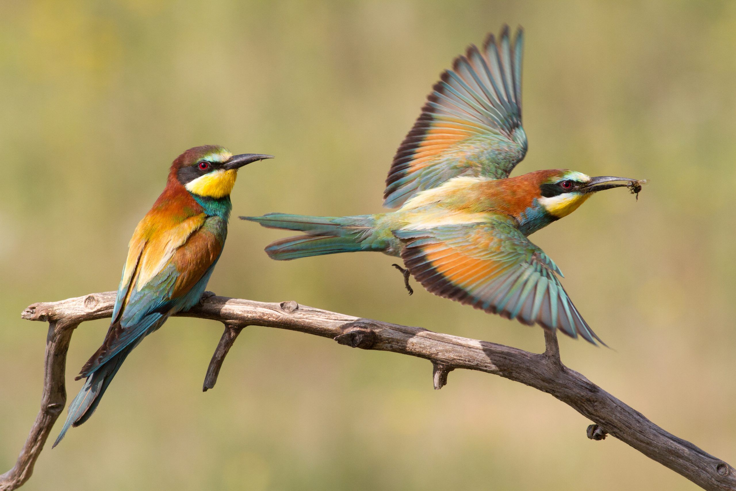 Volez comme un oiseau